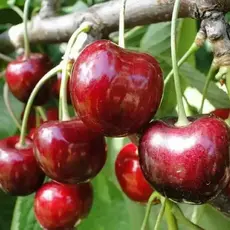 Черешня Мичуринская поздняя