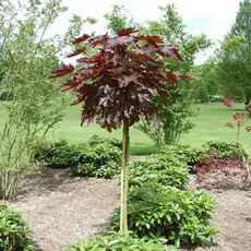 Клен остролистный Кримсон Сентри на штамбе PA 120