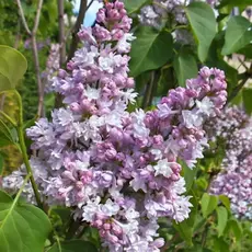 Сирень обыкновенная Генерал Першинг