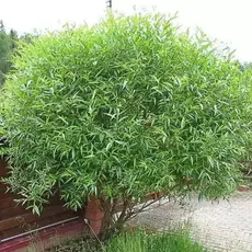 Ива ломкая Глобоза