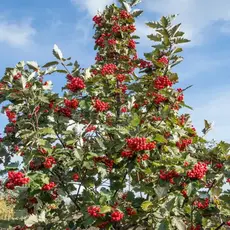 Рябина промежуточная