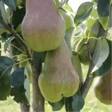 Груша Брянская красавица