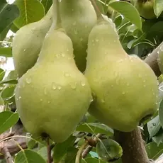 Груша Видная