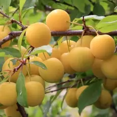 Слива Ренклод колхозный