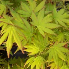 Клен дланевидный / веерный Катсура