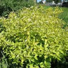 Дерен белый Ауреа