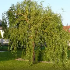 Ива матсудана Эритрофлексуоза