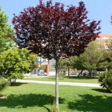 Слива Растопыренная Писсарди