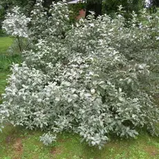 Лох серебристый