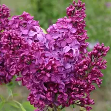 Сирень обыкновенная Кремлевские куранты