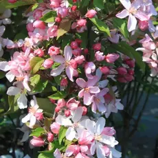 Яблоня декоративная Ред Обелиск