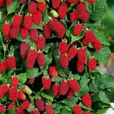 Ежемалина Тайберри