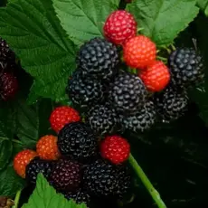 Малина черная Бристоль