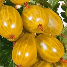 Крыжовник Английский желтый