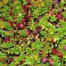 Клюква крупноплодная Бен Лир