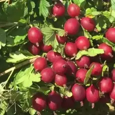 Крыжовник Машека