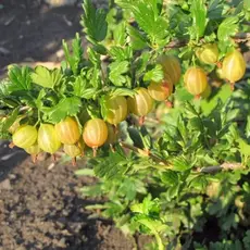 Крыжовник Русский Желтый