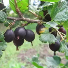 Крыжовник Казачок