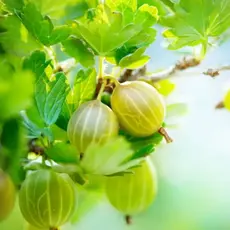 Крыжовник Уральский Бесшипный