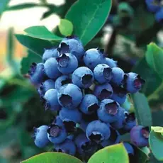 Голубика садовая Блюджей