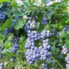 Голубика садовая Бонус