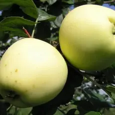 Яблоня Лавриково