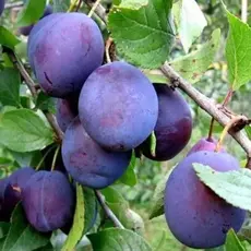 Слива Ренклод тамбовский