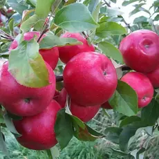 Яблоня Красное летнее (полукарликовый подвой)