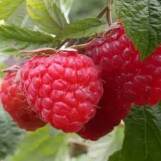 Малина обыкновенная Вольница