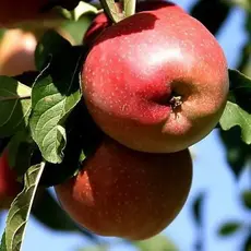 Яблоня Красавица Москвы (полукарликовый подвой)