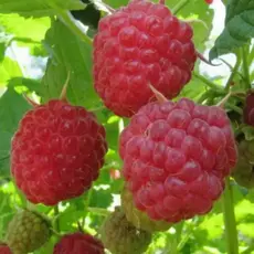 Малина ремонтантная Зева