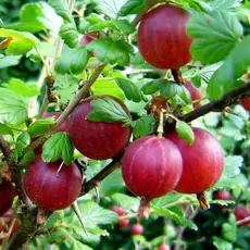 Крыжовник Сенатор