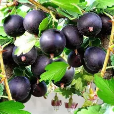 Крыжовник Черномор