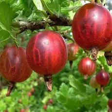 Крыжовник Балет (Прима)