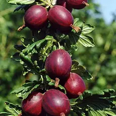 Крыжовник Черносливовый