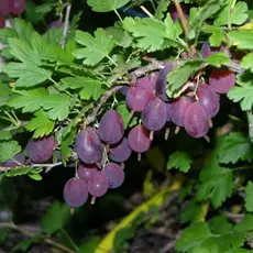 Крыжовник Грушенька