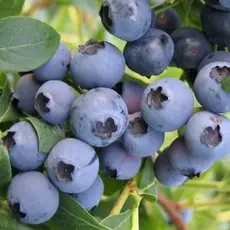 Голубика садовая Бонифаций