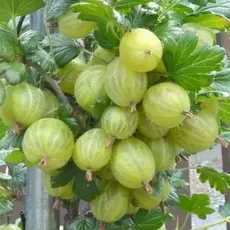 Крыжовник Инвикта