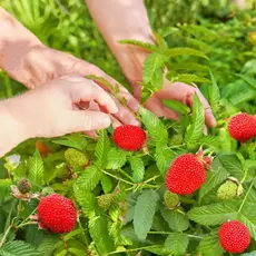 Малино-клубника Розалин (тибетская малина)