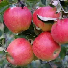 Яблоня Слава Победителям 2х летнее (семенной подвой)