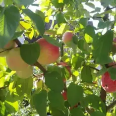 Яблоня Коробовка