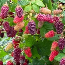 Ежемалина Удача