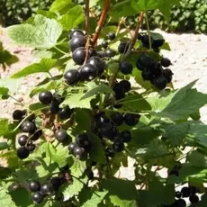 Смородина черная Наследница