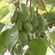 Актинидия коломикта Клара Цеткин