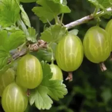 Крыжовник Малахит