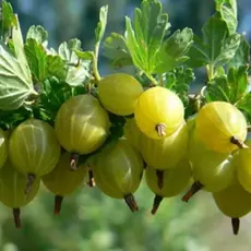 Крыжовник Коралл