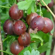 Крыжовник Сливовый