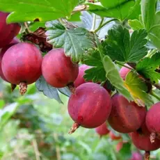 Крыжовник Краснославянский