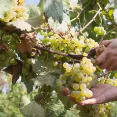 Виноград плодовый Коринка русская