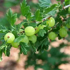 Крыжовник Хиннонмаки Грин